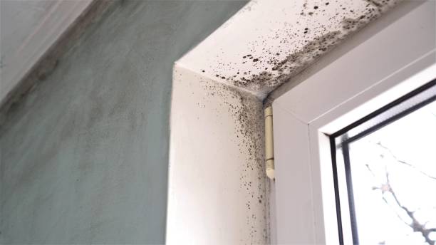 Best Crawl Space Mold Remediation  in Circle Pines, MN