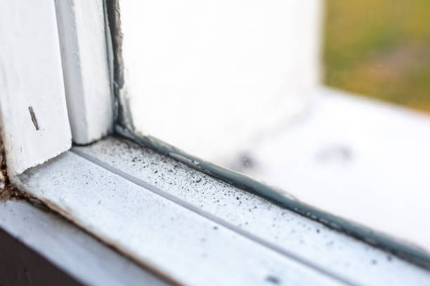 Best Mold Remediation for Vacation Homes  in Circle Pines, MN