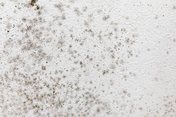 Mold Remediation for Vacation Homes in Circle Pines, MN