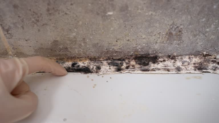 Best Mold Odor Removal Services  in Circle Pines, MN